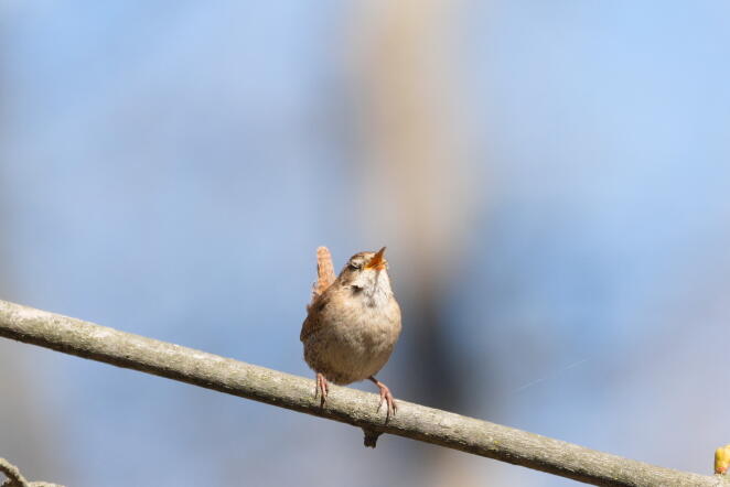 крапивник 4