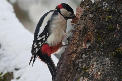 большой пестрый дятел 2