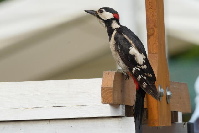 большой пестрый дятел 3