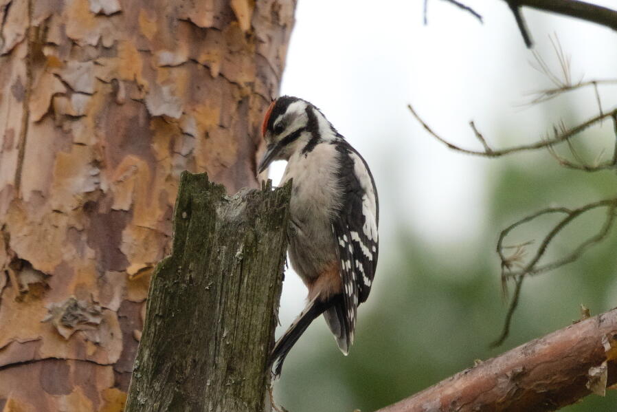 большой пестрый дятел 4