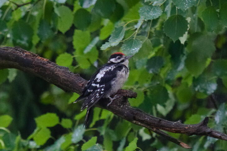 большой пестрый дятел 5