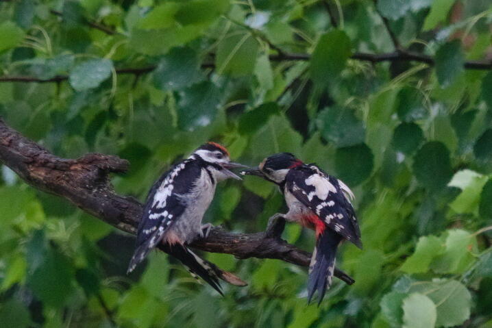 большой пестрый дятел 6