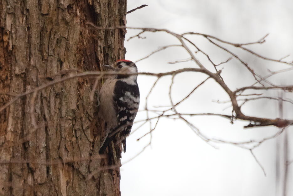Малый пестрый дятел