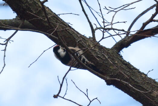 малый пестрый дятел 2