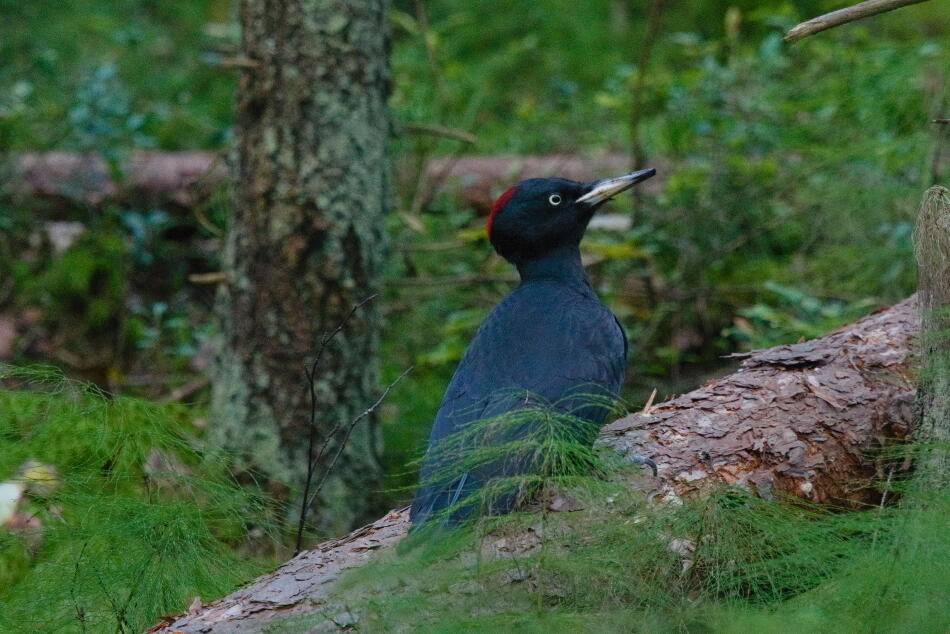 Желна или черный дятел