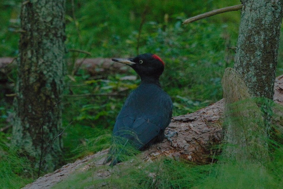 Желна или черный дятел 2