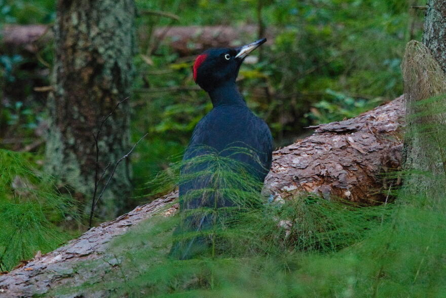 Желна или черный дятел 3