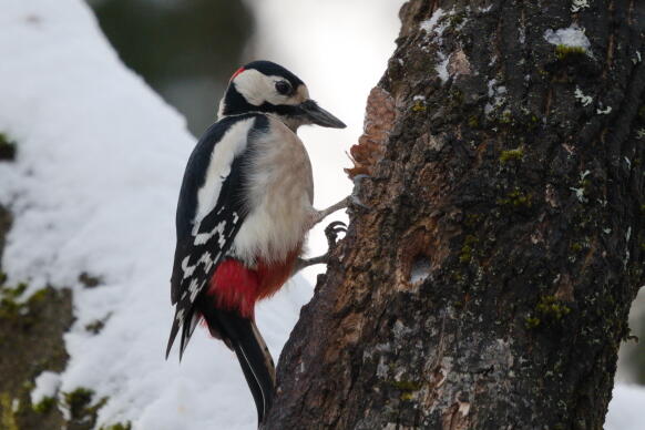 Дятлообразные