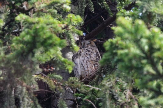 Ушастая сова