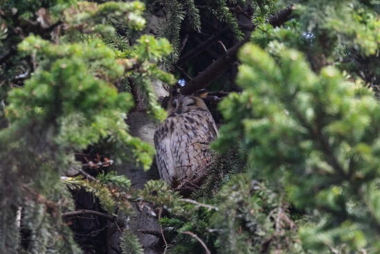 ушастая сова