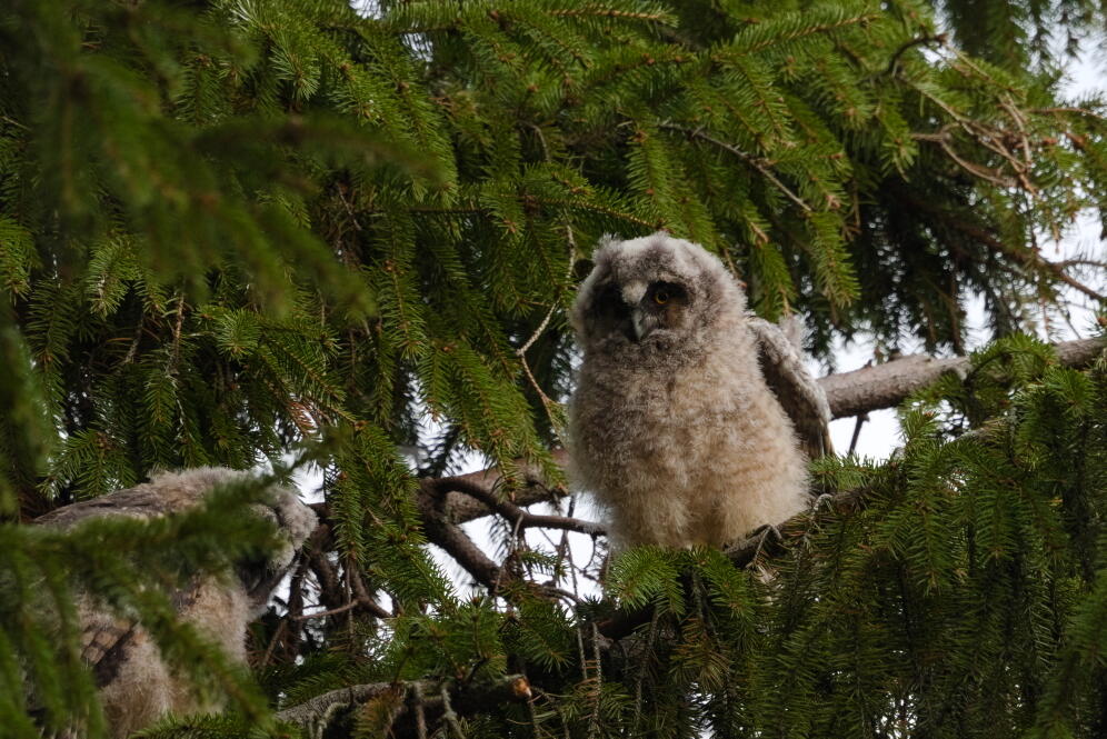 ушастая сова 2