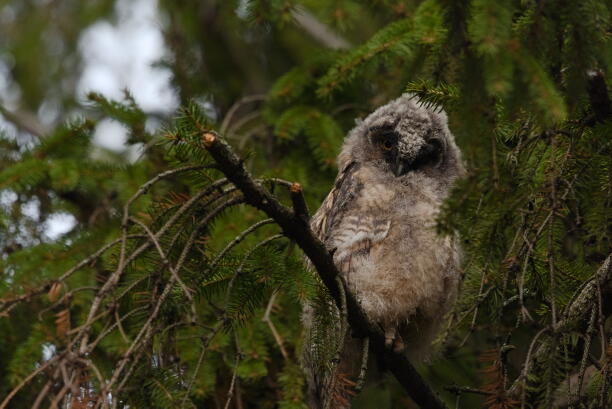 ушастая сова 4