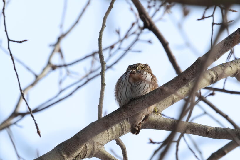 Воробьиный сычик