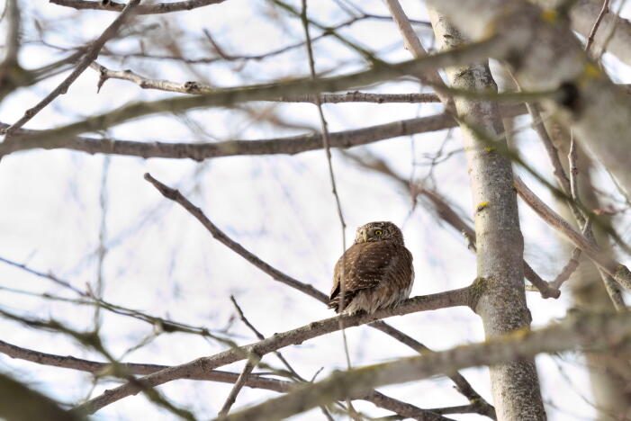 воробьиный сычик