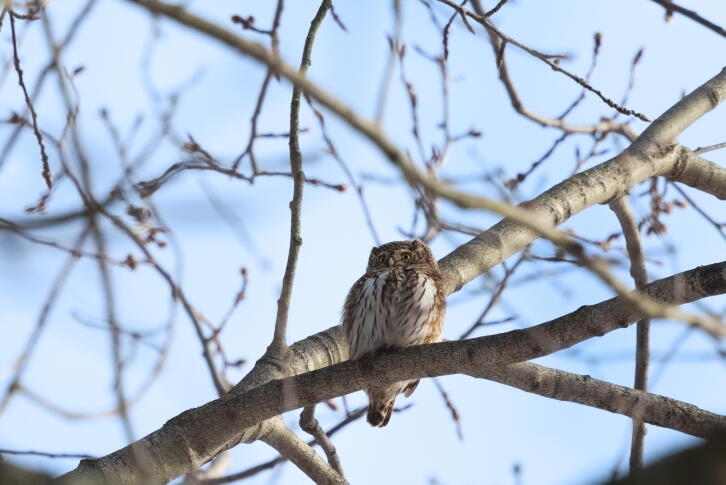 воробьиный сычик 2