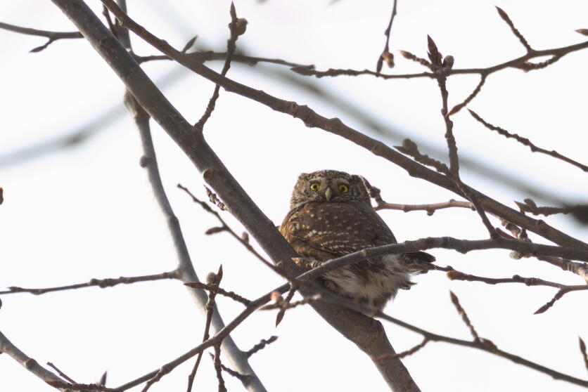 воробьиный сычик 3