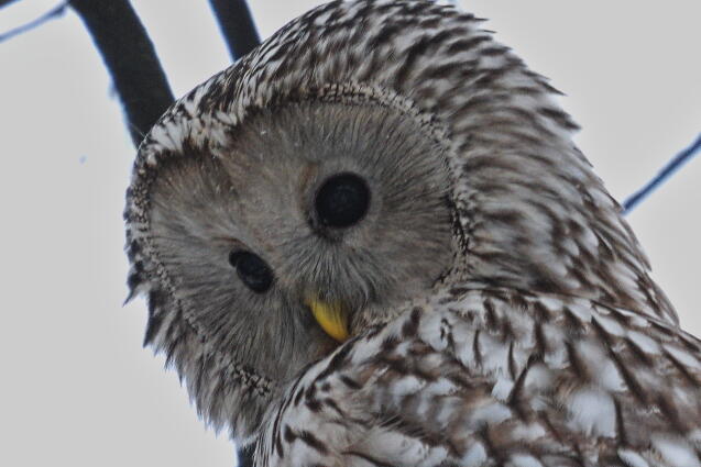 длиннохвостая неясыть