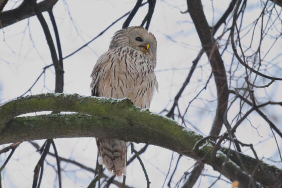 длиннохвостая неясыть 3