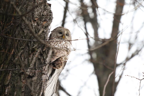 длиннохвостая неясыть 4