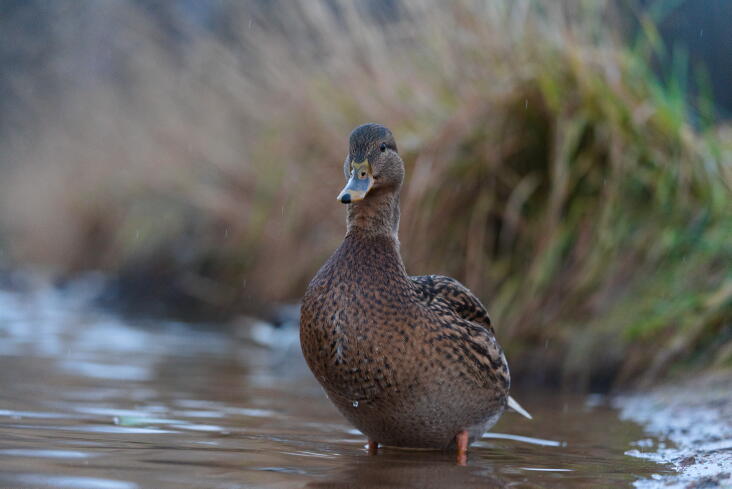 кряква самка