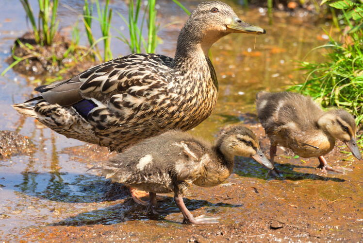 кряква с потомством