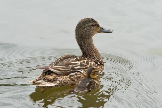 кряква с потомством 2