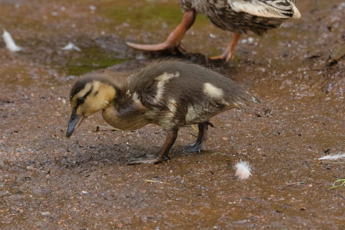 слетки кряквы 2