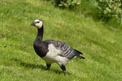 Белощекая казарка