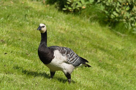 белощекая казарка