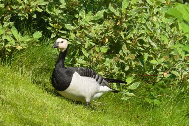 белощекая казарка 2