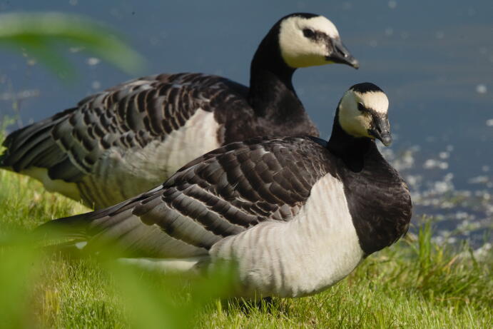 белощекая казарка 4