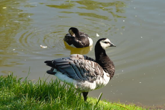 белощекая казарка 5