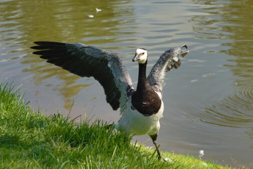 белощекая казарка 6