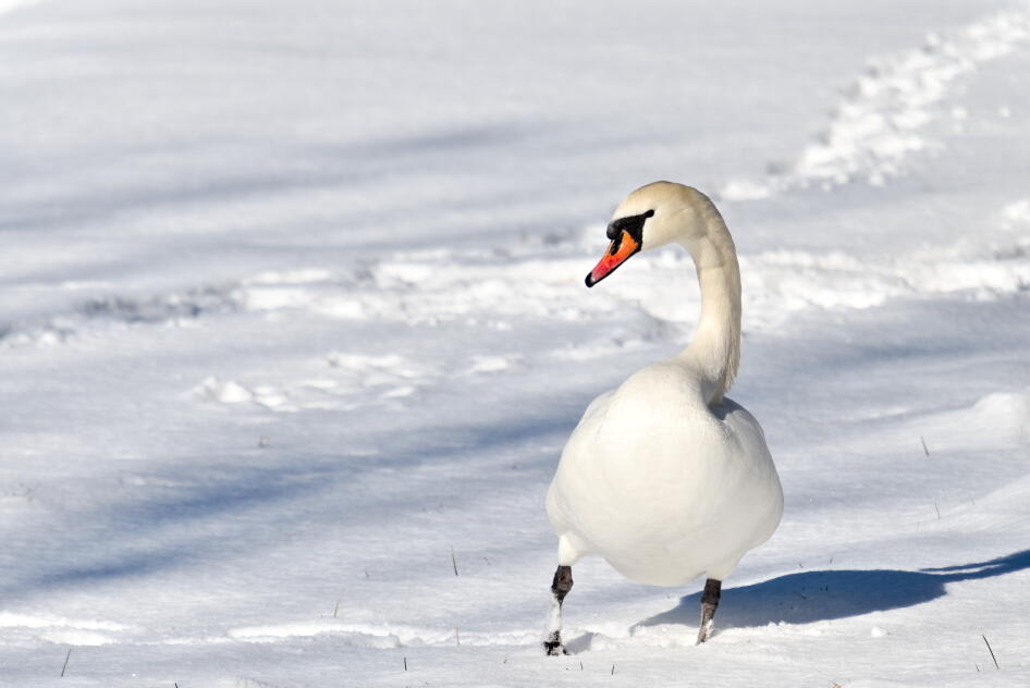 лебедь шипун