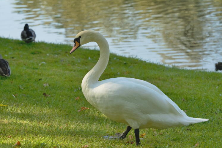 лебедь шипун 2