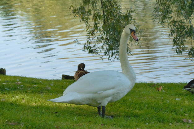 лебедь шипун 3