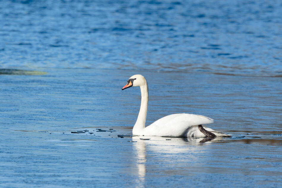 лебедь шипун 4