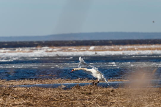 лебедь шипун 5