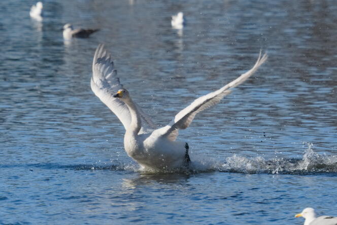 лебедь кликун