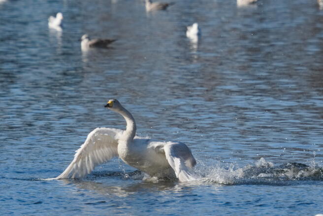 лебедь кликун 2