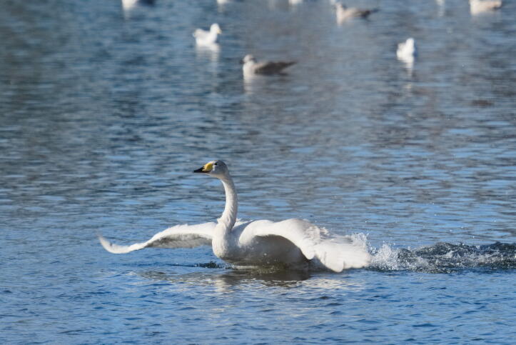 лебедь кликун 4