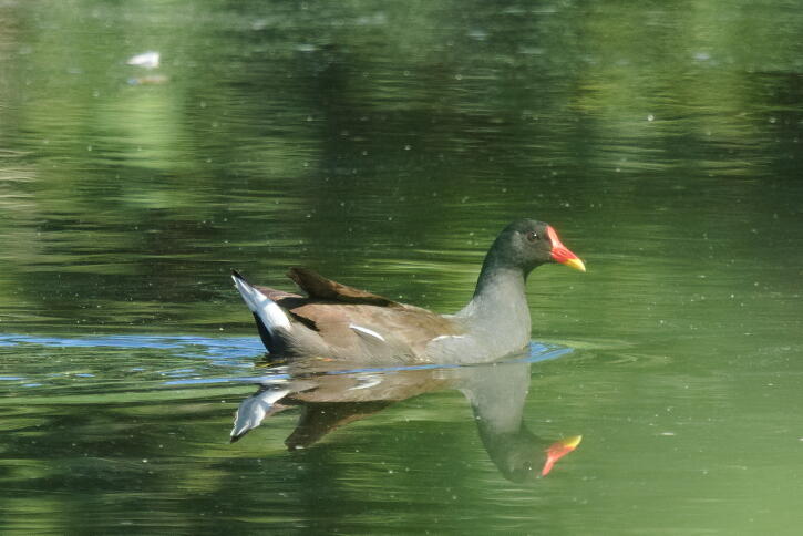 камышница 2