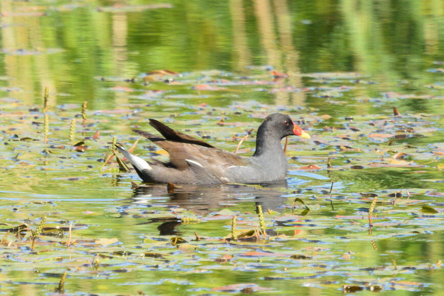 камышница 3