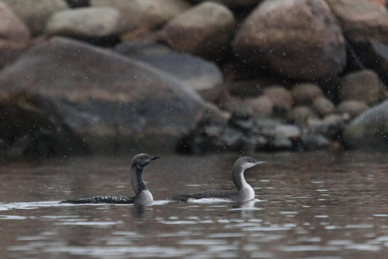 Чернозобая гагара