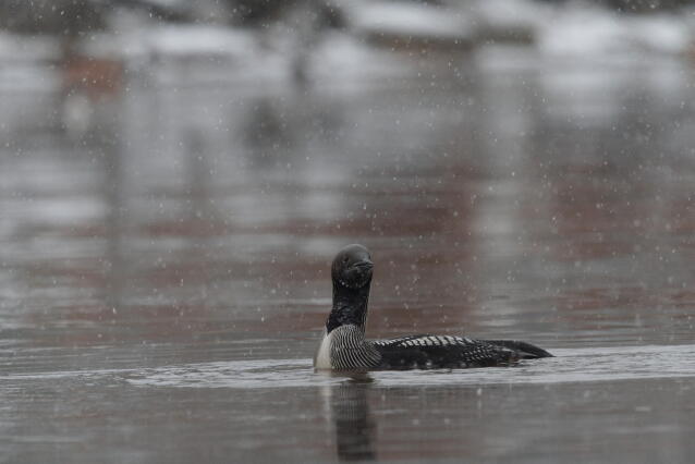 чернозобая гагара 2