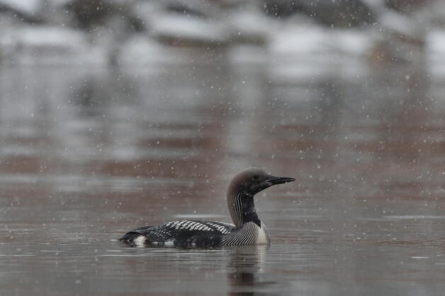 чернозобая гагара 3