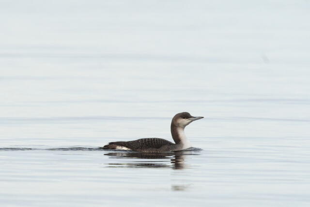 чернозобая гагара 5