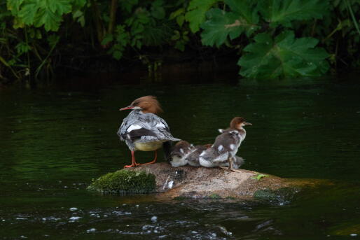 слетки большого крохаля 2