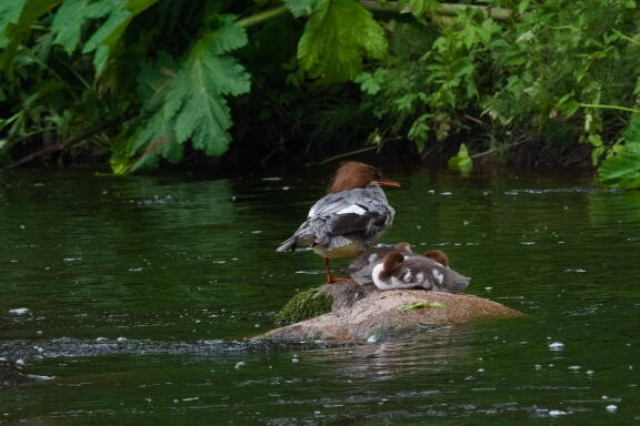 слетки большого крохаля 3