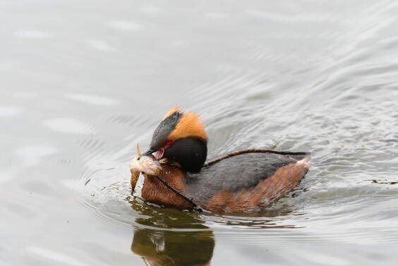 красношейная поганка